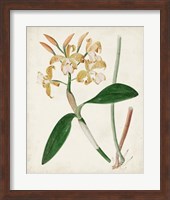 Orchid Pair II Fine Art Print