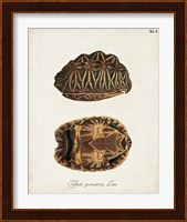 Antique Turtles & Shells I Fine Art Print