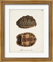 Antique Turtles & Shells I Fine Art Print