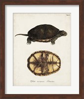 Antique Turtles & Shells II Fine Art Print