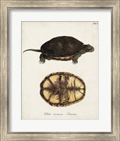 Antique Turtles & Shells II Fine Art Print