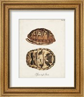 Antique Turtles & Shells III Fine Art Print