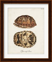 Antique Turtles & Shells III Fine Art Print