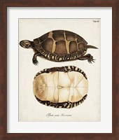 Antique Turtles & Shells IV Fine Art Print