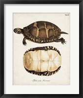 Antique Turtles & Shells IV Framed Print