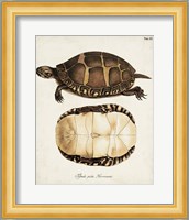Antique Turtles & Shells IV Fine Art Print