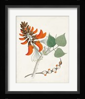 Botanical of the Tropics I Framed Print
