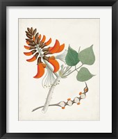 Botanical of the Tropics I Framed Print