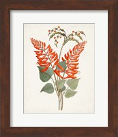 Botanical of the Tropics II Fine Art Print