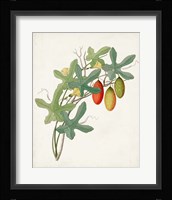 Botanical of the Tropics III Framed Print