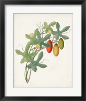 Botanical of the Tropics III Framed Print