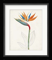 Botanical of the Tropics IV Framed Print