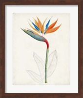 Botanical of the Tropics IV Fine Art Print