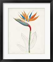 Botanical of the Tropics IV Fine Art Print