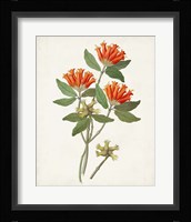 Botanical of the Tropics V Framed Print