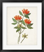 Botanical of the Tropics V Framed Print
