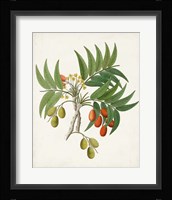 Botanical of the Tropics VI Framed Print