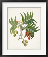 Botanical of the Tropics VI Framed Print