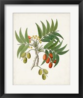 Botanical of the Tropics VI Framed Print