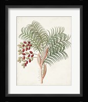 Botanical of the Tropics VII Framed Print