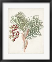 Botanical of the Tropics VII Framed Print