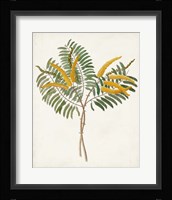 Botanical of the Tropics VIII Framed Print