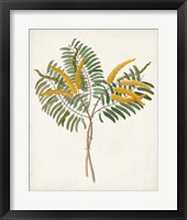 Botanical of the Tropics VIII Framed Print
