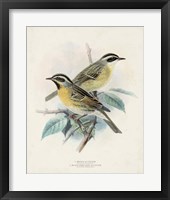 Antique Birds I Framed Print