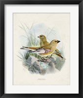 Antique Birds III Framed Print