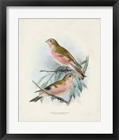 Antique Birds IV Framed Print