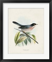 Antique Birds V Framed Print