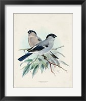 Antique Birds VIII Framed Print