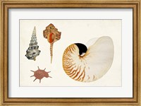 Antique Shell Anthology I Fine Art Print