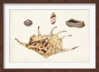 Antique Shell Anthology II Fine Art Print