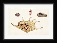 Antique Shell Anthology II Fine Art Print