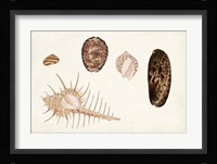 Antique Shell Anthology III Fine Art Print