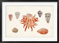Antique Shell Anthology IV Fine Art Print