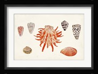 Antique Shell Anthology IV Fine Art Print