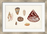 Antique Shell Anthology V Fine Art Print