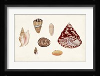 Antique Shell Anthology V Fine Art Print