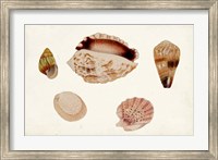 Antique Shell Anthology VI Fine Art Print