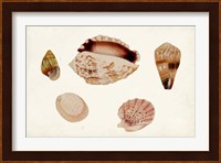 Antique Shell Anthology VI Fine Art Print