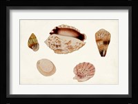 Antique Shell Anthology VI Fine Art Print