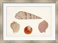Antique Shell Anthology VII Fine Art Print