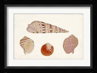 Antique Shell Anthology VII Fine Art Print