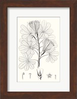 Illustrative Leaves II Fine Art Print