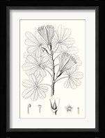 Illustrative Leaves II Fine Art Print