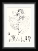 Illustrative Leaves III Fine Art Print
