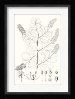 Illustrative Leaves IV Fine Art Print