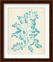 Aquamarine Seaweed I Fine Art Print